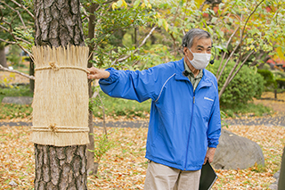 松のこも巻きの方法