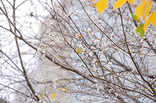 八重の白い花が咲く十月桜
