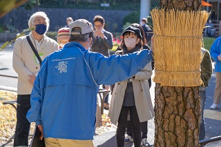 松のこも巻き