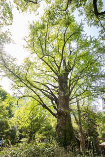 火災にあった「首掛けイチョウ」
