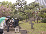 サクラとマツの木（日比谷公園内）