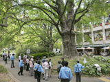 イチョウの木（日比谷公園内）