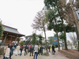 浅間神社の参道にあった樹木
