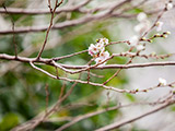 冬桜