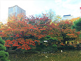 雲形池付近の紅葉