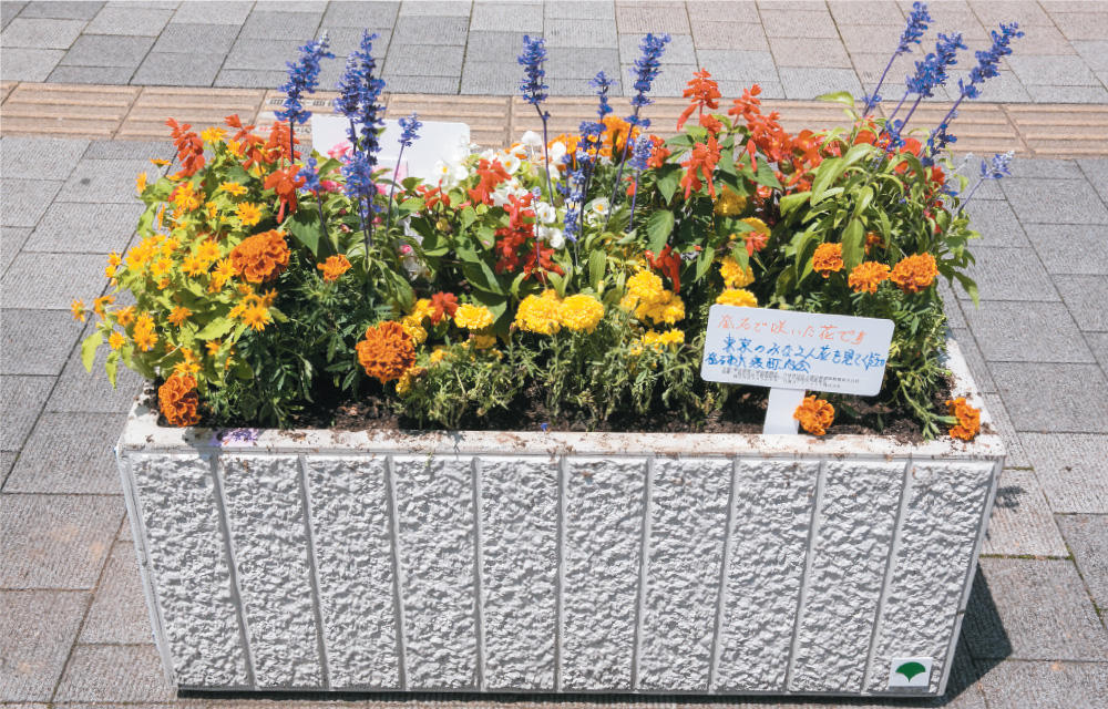 プランターに定植された花苗（副4号線）