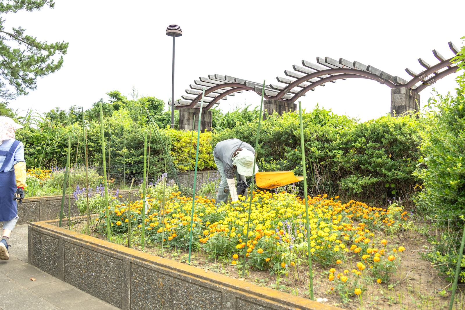 都立大島高校農林科の生徒の思いを引き継ぎ、手入れを続けている花壇